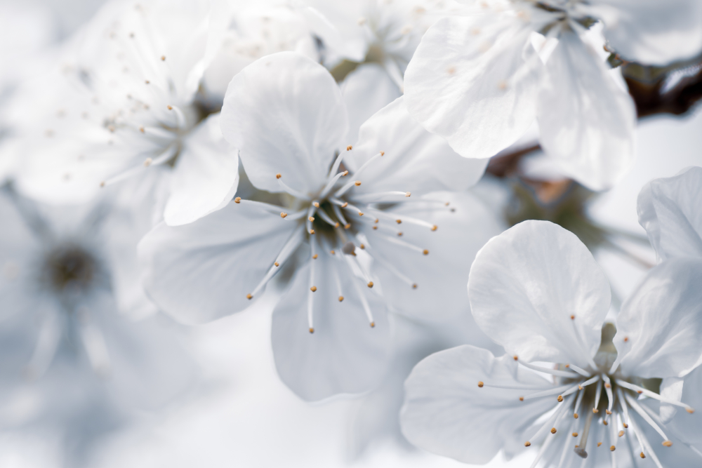 closeup-selective-focus-shot-white-flowers-with-blurred-backgroundQ
